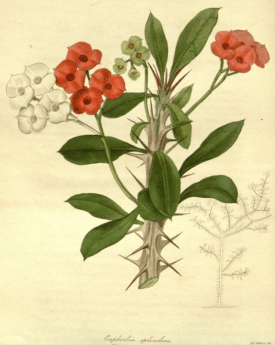 Euphorbia splendens The Botanist, vol.