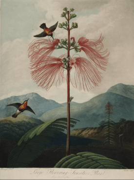 Mimosa grandiflore - the large flpowered Sensitive Pl;ant