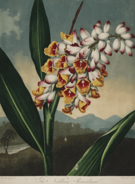 The Nodding Renealmia, Renealmia Nutans