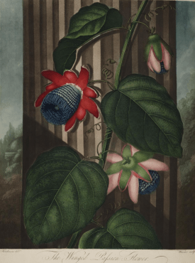 The Winged Passion Flower or Passiflora alata