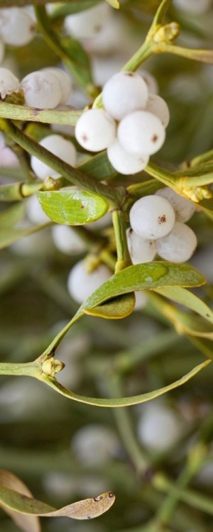 Week-51-10-viscum-album-1000px