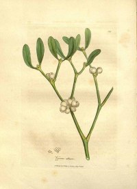 Viscum album L. common mistletoe Woodville, W., Hooker, W.J., Spratt, G., Medical Botany, 3th edition, vol. 1: t. 34 (1832)