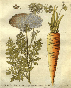 Daucus carota L. carrot, Queen Anne’s lace Vietz, F.B., Icones plantarum medico-oeconomico-technologicarum, vol. 1: t. 74 (1800) [F.B. Vietz]