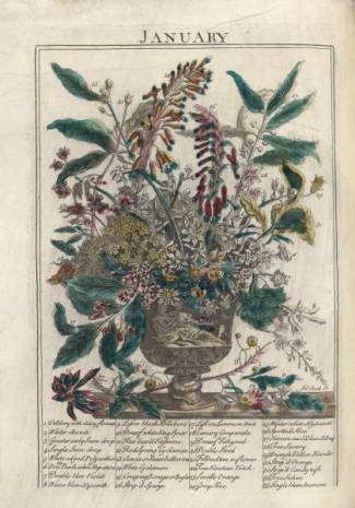 January from Thee Flower Garden Display'd, 1734