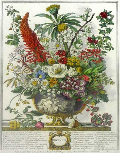 December from Furber's Twelve Months of Flowers, 1730