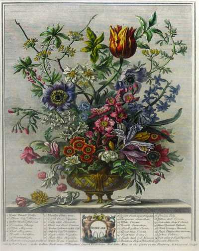 February from Furbers Twelve Months of Flowers, 1730