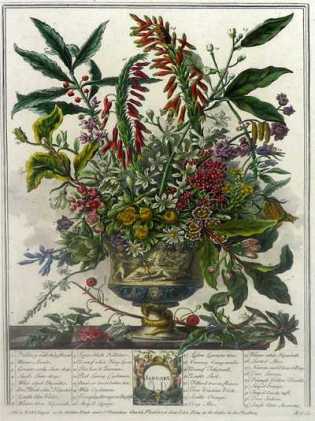 Januray, from Furber's Twelve Months of Flowers, 1730
