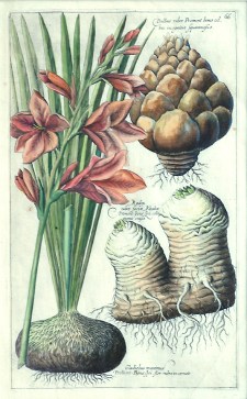 Gladiolus maximus from Sweerts Florilegium