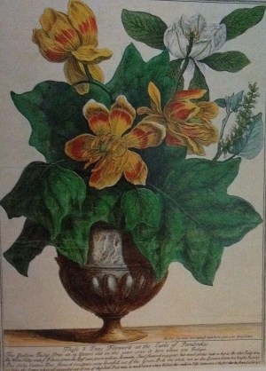 These 3 Trees FLower'd at the Earle of Pembrokes, 1720 taken fromPenelope Hobhouse, Plants in Garden History pbk ed 2004)