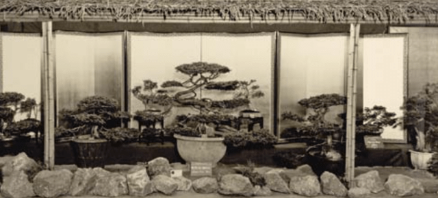 Larz Anderson’s display at the 1933 New England Spring Flower Show from Tredici's article