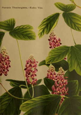 a plate from the 1909 catalogue