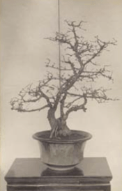 Higan cherry (Prunus subhirtella), Arnold Arboretum #889-37, started in 1852. Facing page, bottom, the plant circa 1913