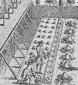 from Richard Badley's, The Gentleman and Gardener's Kalendar, 1720