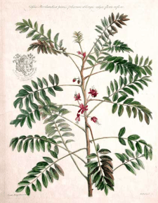 Senna marilandica - Cassia marilandica from Historia plantarum rariorum by John Martyn. London, 1728