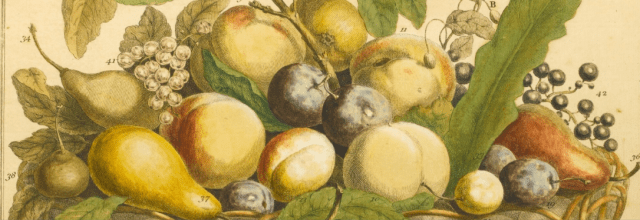 deatil from xxxx in Robert Frurber's Twelve months of Fruit, 1732