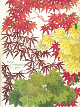 a page from the 1903 catalogue