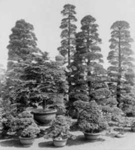 A large group of pruned ‘Chabo-hibas’ at the Yokohama Nursery Company, photographed on June 7, 1918 by E. H. Wilson. The caption reads, “Chamaecyparis obtusa var. nana Carr. Group of trained specimens. Tsuga diversifolia Maxim. In center.” from Tredici article