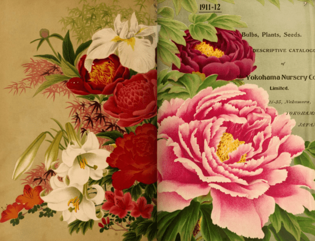 Cover of the 1911 Catalogue