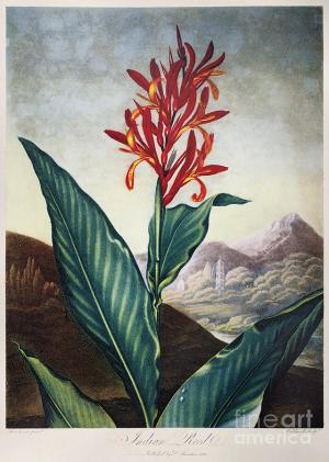 The Indian Reed from Robert THornton's Temple of Flora
