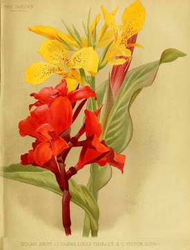 Canna hort. The garden. An illustrated weekly journal of horticulture in all its branches [ed. William Robinson], vol. 35: (1889)