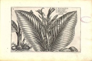 Canna indica L. [as Arundo Indica florida] Himalayan canna, India Canna Passe, C. van de, Hortus floridus, fasicle 3. autumnalis, t. 4 (1614)