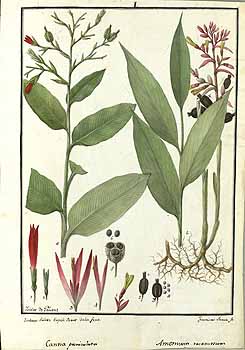 Canna paniculata Ruiz & Pavon Ruiz, H., Pavón, J., Drawings of the Royal Botanical Expedition to the Viceroyalty of Peru, t. 1, fig. 1 (1777-1816) [I. Galvez & F. Suria]