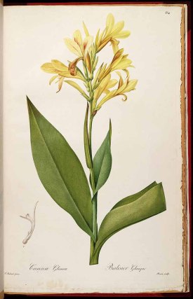 Canna glauca L. Redouté, P.J., Les Liliacées, vol. 6: t. 354 (1805-1816) [P.J. Redouté] drawing:P.J. Redouté