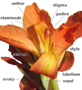 http://cannanews.blogspot.co.uk/2008/06/flower-parts.html