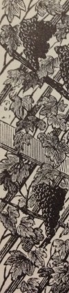 detail from "A wonderful Vine" in Garden Work, August 1888