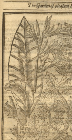 detail showing Canna indica from John Parkinson's Paradisus in Sole, 1629