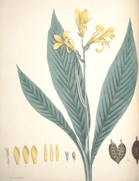 Canna glauca from William Roscoe's Monandrian plants of the order Scitamineae , 1828
