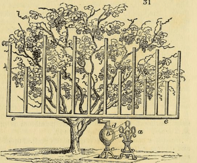 From The Gardeners magazine, September 1829