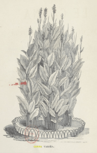 Frontispiece to Le canna, son histoire, sa culture : suivi d'une monographie des espèces et des variétés principales / par E. Chaté fils,... Auteur : Chaté, E. (fils) Éditeur : E. Donnaud (Paris) Date d'édition : 1867 