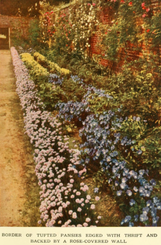 from The Book of Hardy PLants, 1915