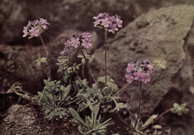  A Rock Jasmine (aAandrosace Chumbyi)