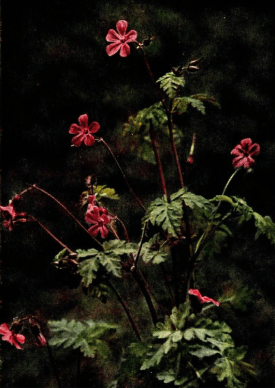 Herb Robert from Wild Flowers, 1911