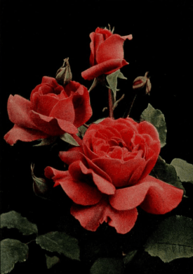 Rose General McArthur, (Hybrid Tea) from The Rose Book
