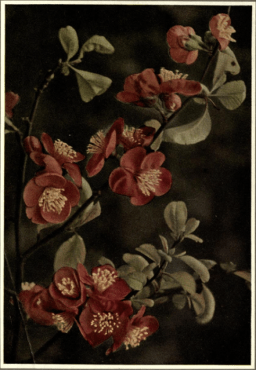  Japonica (Japanese Quince),Cyedonina japonica, from Beautiful Flowering Shrubs, 1922