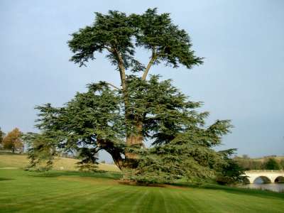 http://www.comptonverney.org.uk/wp-content/uploads/2016/03/Cedar-1-Front-Lawn.jpg