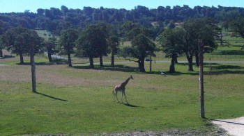 A giraffe basking in the sunshine at Longleat Safari Park in Wiltshire - not quite African weather though! http://www.itv.com/news/west/update/2012-07-24/weather-picture-tall-shadows-at-longleat/