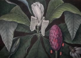 Magnolia tripetala, from Mark Catesby's The natural history of Carolina, Florida and the Bahama Islands, 1729, which was growing at Wentworth