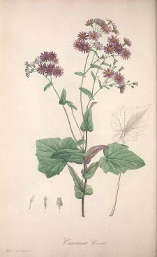 Pericallis cruenta (L’Hérit.) Bolle [as Cineraria cruenta Masson ex L’Hérit.] Ventenat, E.P., Jardin de la Malmaison, vol. 2: t. 99 (1804) [P.J. Redouté]