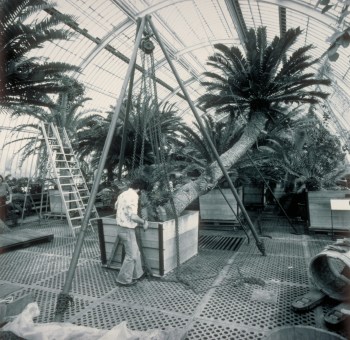 Repotting the cycad in 1985 http://www.landscapejuice.com/2009/07/cycad-encephalartos-altensteinii-repotted-at-kew-gardens.html