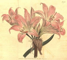 Amaryllis belladonna L. belladonna lily, Jersey lily, Cape belladona Curtis’s Botanical Magazine, t. 693-739, vol. 19: t. 733 (1804) [S.T. Edwards]