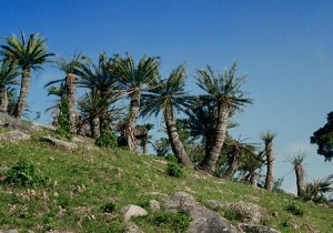Encephalartos altensteinnii frpm The Redlist of the South African national Biodiversity Institute http://redlist.sanbi.org/species.php?species=823-2