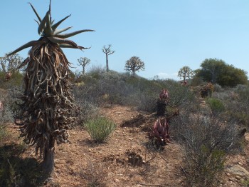 In the Karoo National Botanic Gardens, David Marsh, Feb 2016