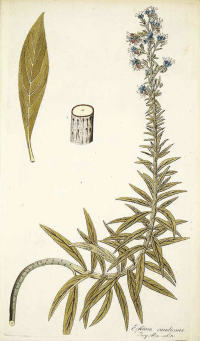  Echium candicans L.f. pride of Madeira Jacquin, N.J. von, Icones plantarum rariorum, vol. 1: t. 30 (1781-1786)