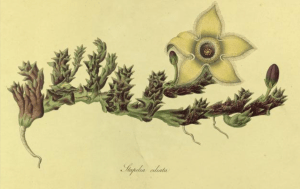 Stapelia ciliata from Stapeliae novae