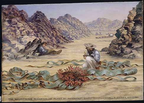 Welwitschia mirabilis Hook.f. Baines, T., Paintings, (1867), Kew