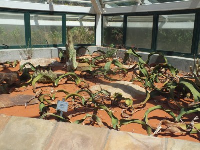 Welwitcshias growing at Kirstenbosch, David Marsh, Feb 2016